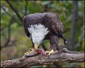 _1SB7888 bald eagle eating fish